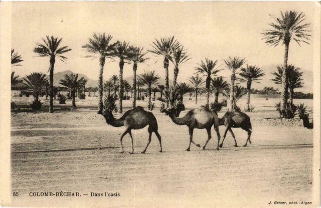 CPA AK Geiser 55 COLOMB-BÉCHAR Dans l'Oasis ALGERIA (757401)