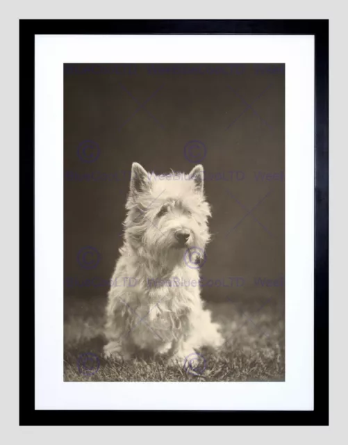 Photo Black White 1930S Westie Dog Animal Black Framed Art Print B12X9986