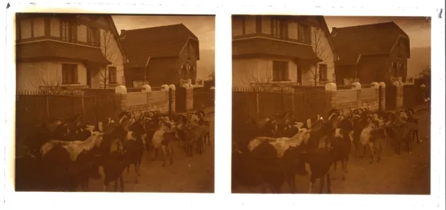 Troupeaux de chèvres biquettes - positif photo verre stéréo début XXe