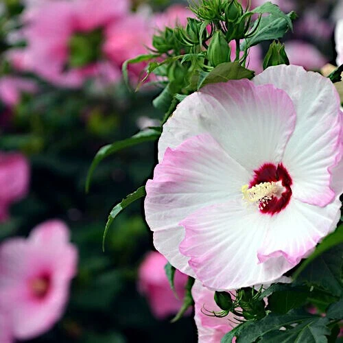 20 Pink Swamp Mallow Rose Seeds  "LARGE FLOWER" Hardy Hibiscus Fast Garden Plant