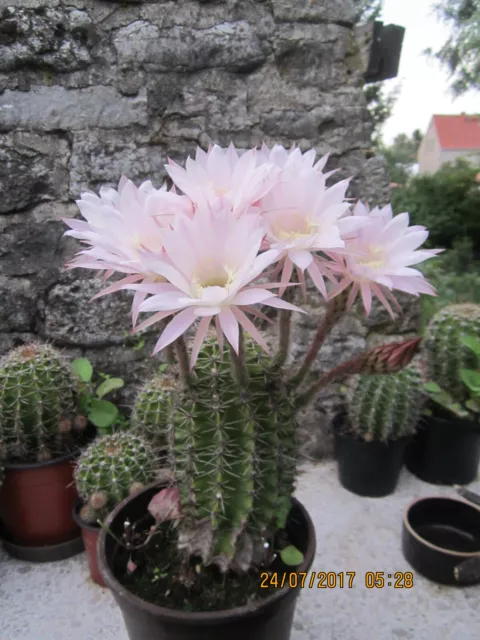 Echinopsis - Bauernkaktus, Rosa Blüten, pflegeleicht, NICHT winterhart! Nr. 2