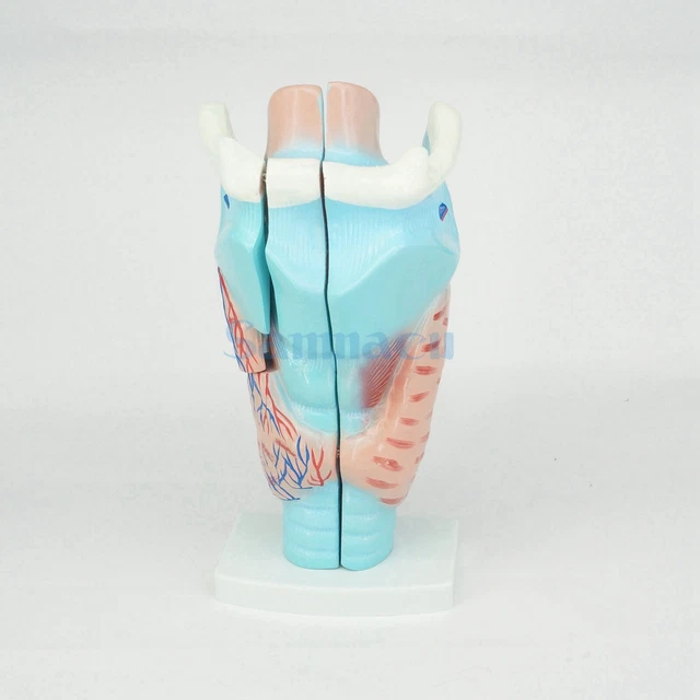 HUMAN LARYNX ANATOMICAL Medical Model Anatomy Skeleton Throat 3X Life