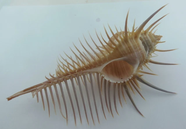 Seashell Venus Peine MureX 6 1/4" Murex pecten