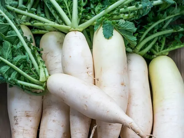 RADISH Daikon Miyashige 70+ Seeds HEIRLOOM vegetable garden AUTUMN WINTER SPRING