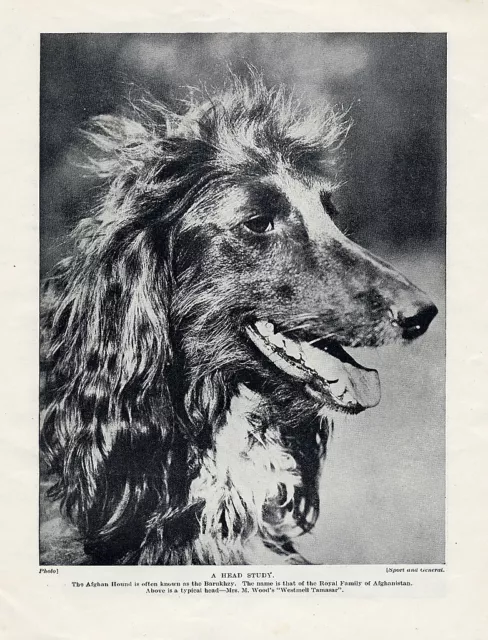Afghan Hound Original Vintage Dog Print Page 1934 Named Dog "Westmell Tamasar"