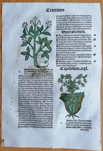 Original Post Inkunabel Hortus Sanitatis Koloriert Calendula Venedig 1511