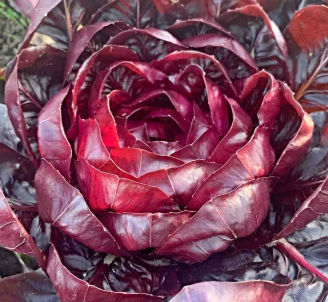 Radicchio "Grumolo Rosso" Samen, Rosen Chicoree, Rossa di Verona Tardiva