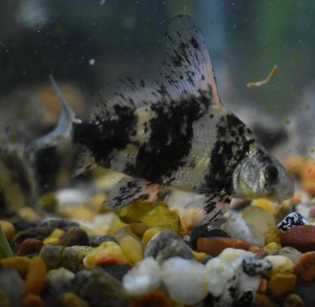 Live Hi-Fin Banded Shrk (3-3.5" Rare Algae Eater Sucker Fish) *PLS READ DESCR* 4