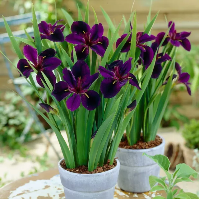 Iris louisiana 'Black Gamecock' 9cm pot, deep purple flowers