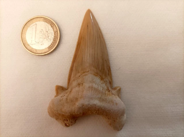 Dent De Requin Fossilisée XL - Fossile Naturel, 45-55mm, Non Traité