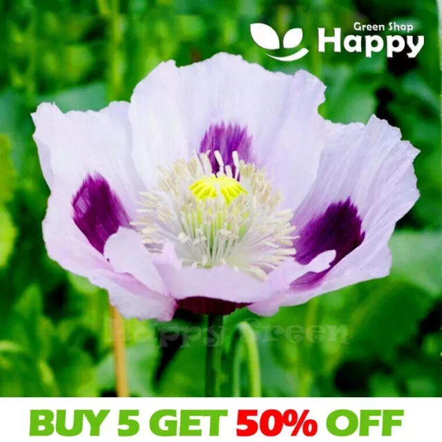 POPPY BLUE MOON - Papaver somniferu - 500 seeds - ANNUAL FLOWER