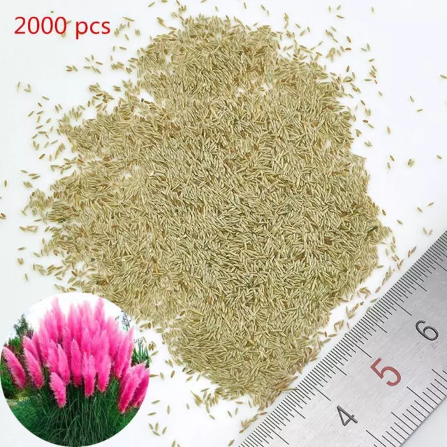 Pampas Grass Seeds Cortaderia Selloana Pelouse Plante Ornementale Jardin F 2