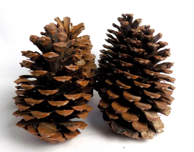 4 piezas piñas Conos de pino Conos de pino Navidad 15 cm