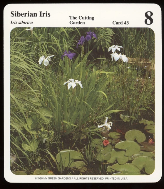 Siberian Iris  My Green Gardens Card The Cutting Garden Flower