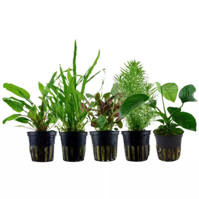 Plantes Ensemble Avec 5 Mittelgrund Pot De Aquarium Aquatiques Aquaone Nr.116