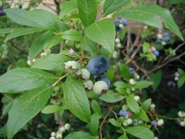 Blueberry - Blue Rose (Vaccinium corymbosum) Fruit Tree Plant 3