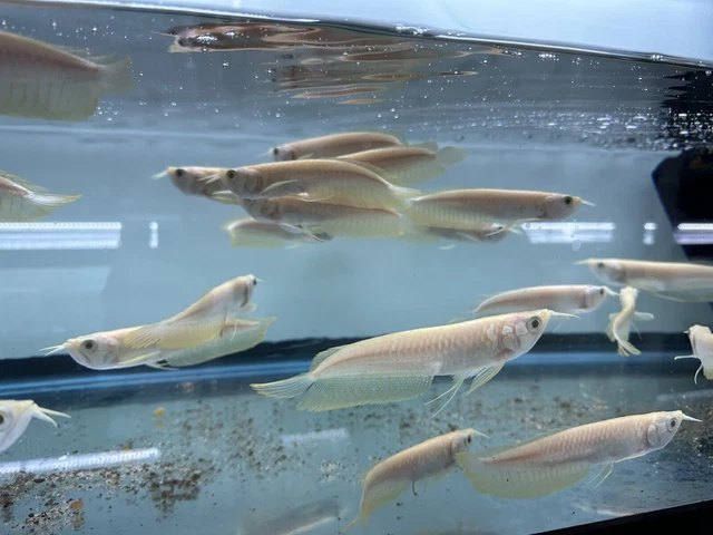 Albino Silver Arowana 4-5” (Pack of 3) -Live Freshwater Tropical Aquarium Fish 2