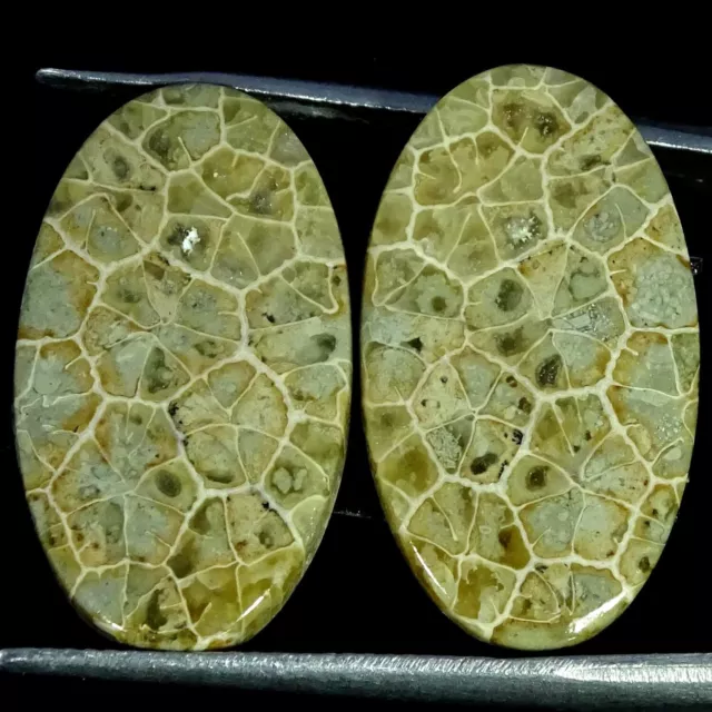 23.10 Cts Natural Fossilized Coral Oval Cabochon Pair Loose Gemstone 13X23X3MM