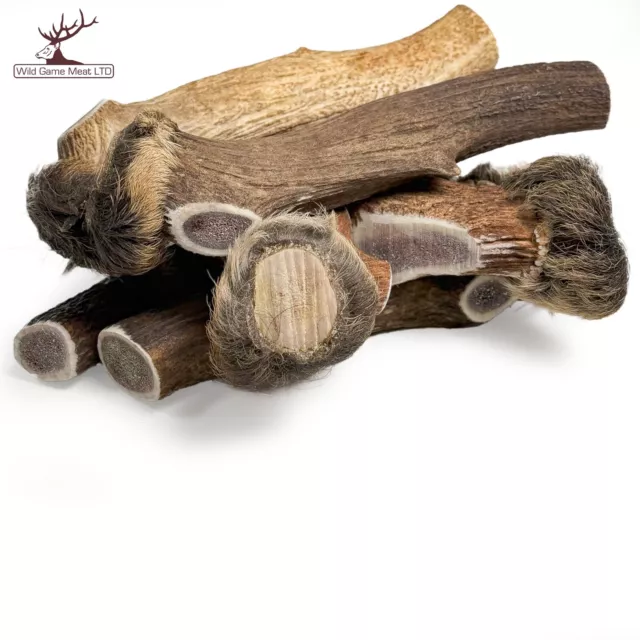 New ! XL Red Deer Antler with Natural Fur Trim & Crown- 100% Natural Strong Chew