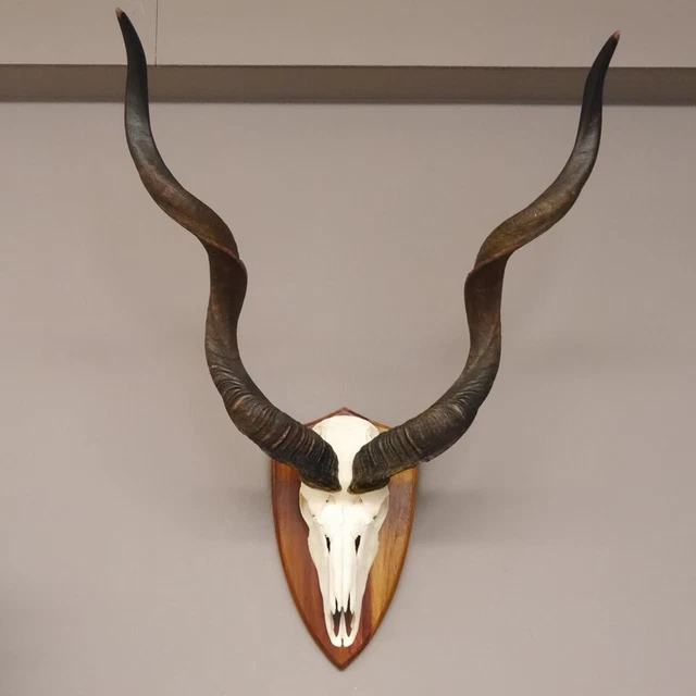 Kudu Antílope Trofeo África Trofeo Hornlänge 117CM Decoración Sobre Rótulo