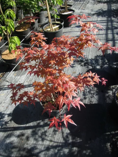 Acer palmatum Beni Maiko 70-80cm, Japanahorn, Zwergahorn bunter Fächerahorn