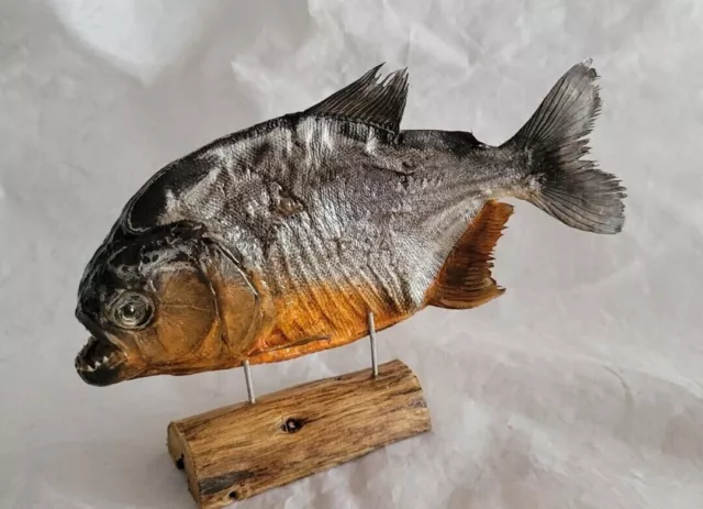 Real Taxidermy Red Bellied PREDATOR Piranha Peru Amazon Pygocentrus & base