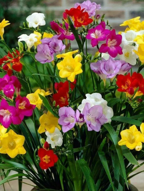 Freesia Summer Flower Bulbs/Corms Single Mixed Perennial Garden Planting Spring