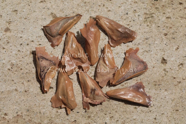 25 Semi Di Abete Balsamico - Abies Balsamea, Per Giardinaggio, Albero Di Natale Naturale - Foto 4