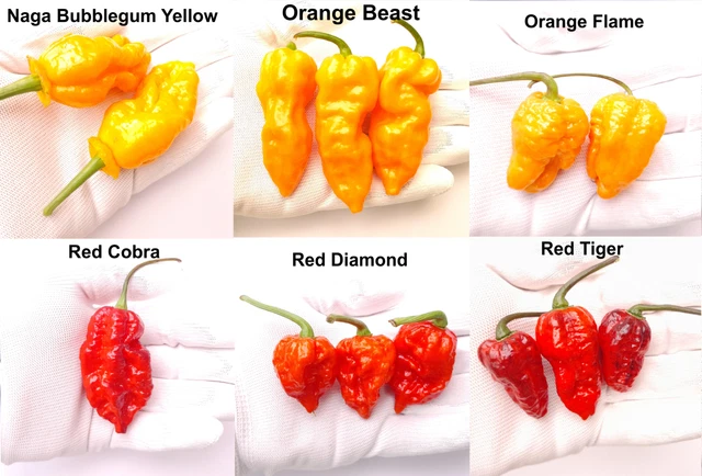 Chilli Categorized WORLDS HOTTEST CHILLI Seeds - 6 Superhot Varieties - 36 Seeds +FREE ...