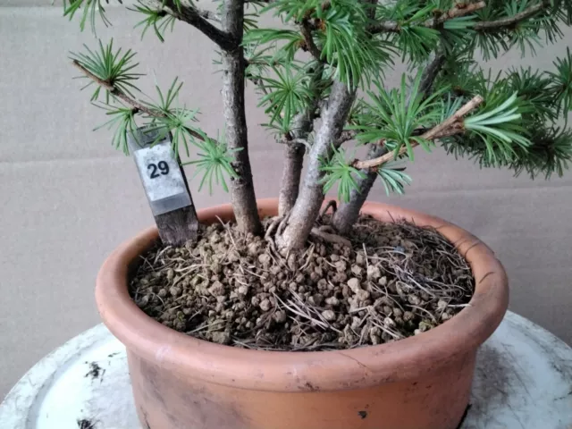 Bonsai Outdoor, Japanische Lärche (Larix kaempferi)