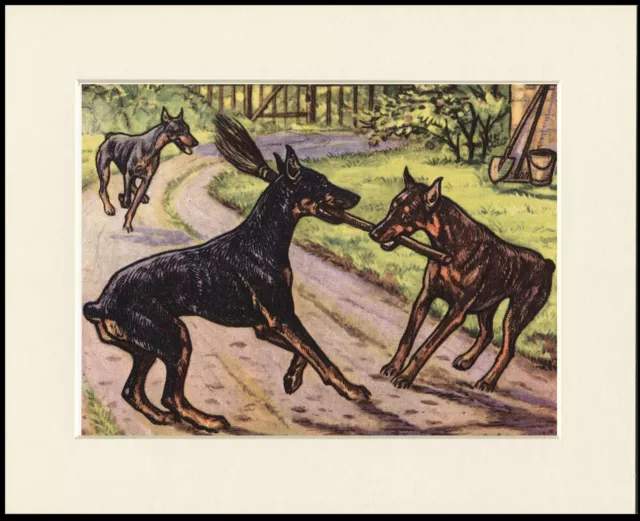 Doberman Pinscher Dogs Lovely Dog Print Mounted Ready To Frame