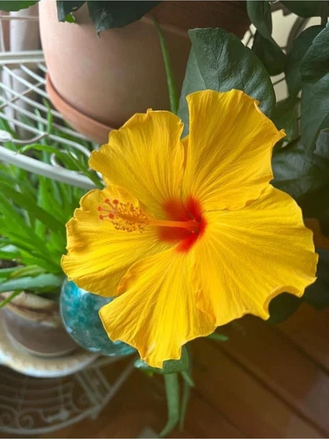 Yellow Hibiscus Seeds Perennial Hardy Flower Garden 20 Seed