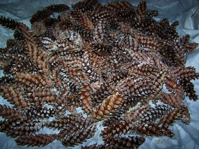 Strobus excelsa Tannenzapfen über 200 Insektenhotel Basteln Floristik Grillanzün
