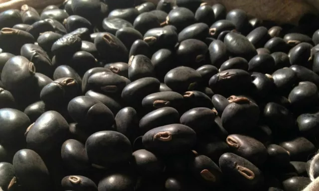 Black Kaunch Seeds Mucuna Pruriens Indian Velvet Bean Konch Beej 60g to 2Kg FS 2