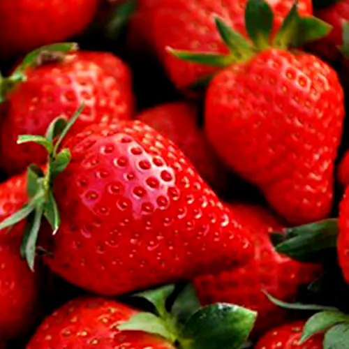 Strawberry 'Red Gauntlet' Hardy Mid Season Bare Root Garden Fruit Plants