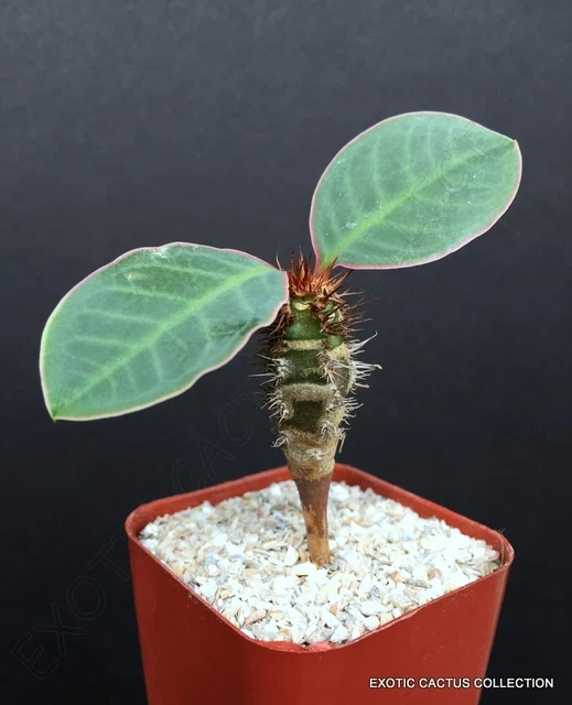 5 Seeds - Rare Euphorbia Neohumbertii - Exotic Madagascar Palm / Succulent Bonsai