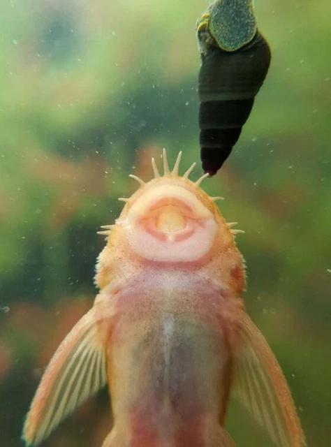 3"+ MALE - SUPER RED Bristlenose Pleco | Ancistrus sp. | USA Tank Bred 3