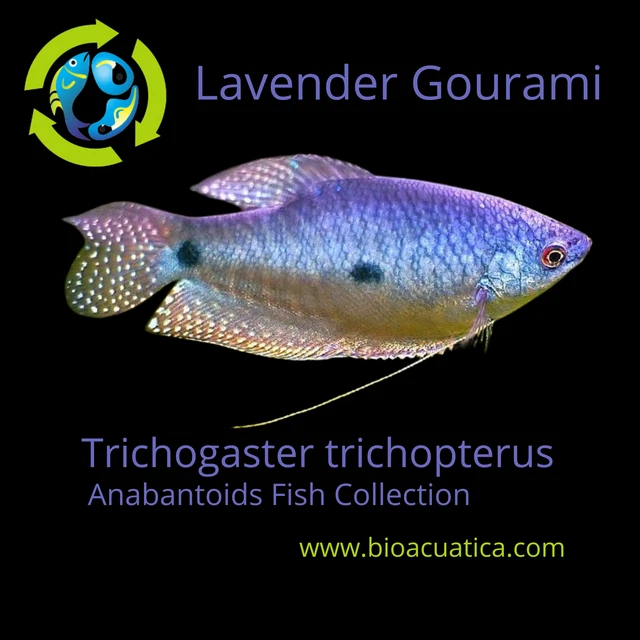 2 LAVENDER GOURAMI 2" WONDERFUL ANABANTOIDS (Trichogaster trichopterus)