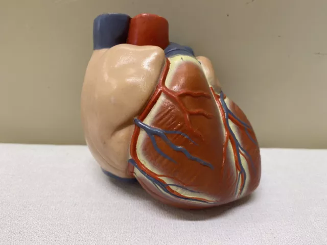 Anatomical Medical Teaching Two Piece Heart Demo Model Educational Life Size 3D