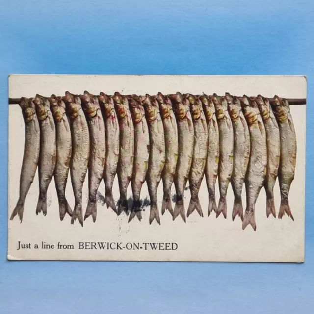 Comic Postcard 1922 Berwick-On-Tweed Line Of Kippers Fish Scotland
