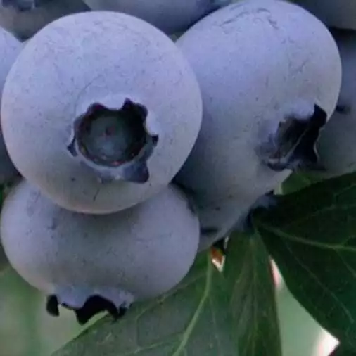 Amerikanische Heidelbeere Bonus 1L - Die größte Frucht unter den Blaubeeren