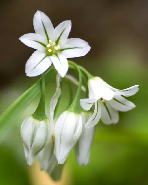 X30 Wild Garlic three cornered leek plants from Scotland ORGANICALLY Grown