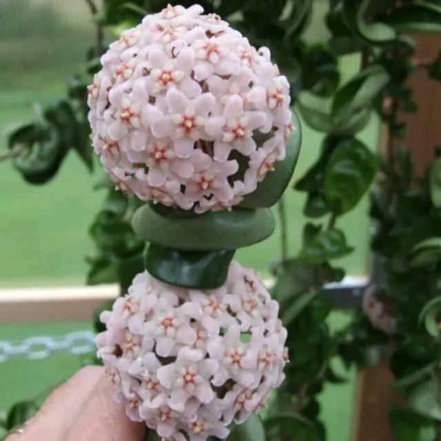 Hoya carnosa compacta, Hoya Hindu Rope, vaso 12 cm Fiore di Cera