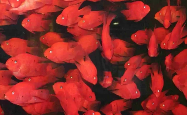 Live Blood Parrot cichlid for fish tank aquarium