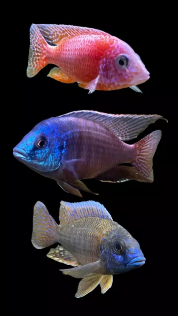 Live 12 pack Of African Cichlids 3/4”- 1 ” Free Shipping