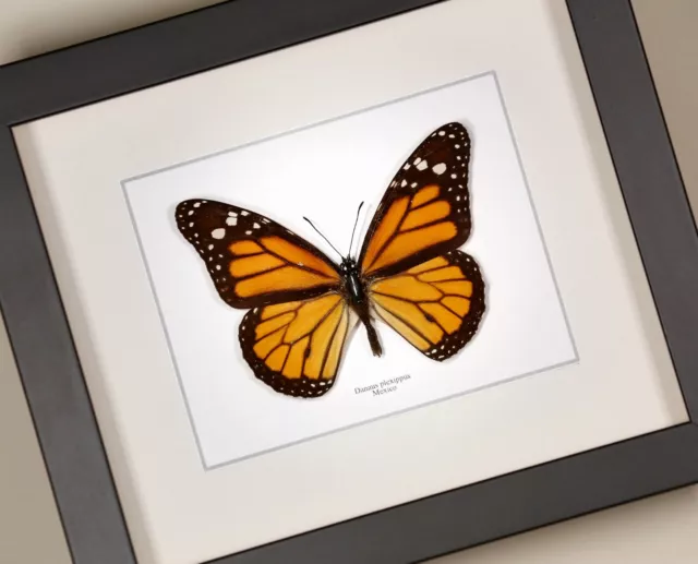 Monarch Butterfly ( Danaus plexippus ) real framed butterfly