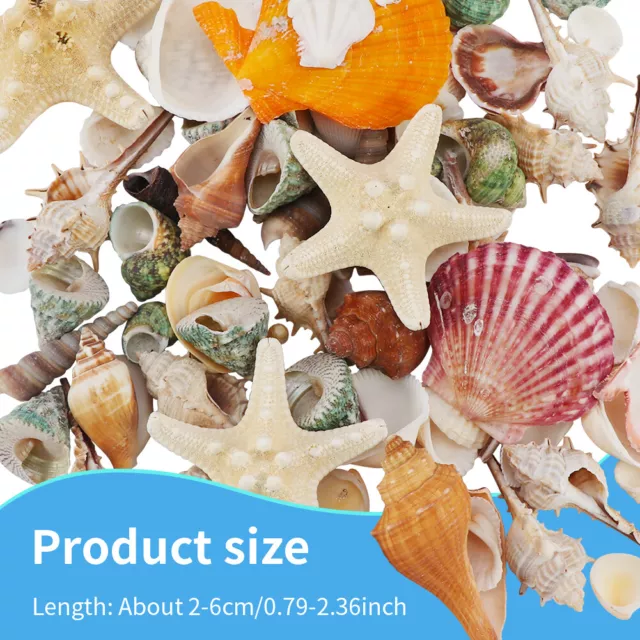 Sea Shell Colorful Ocean Star Natural Conch Fish Tank DIY Mixed Crafts