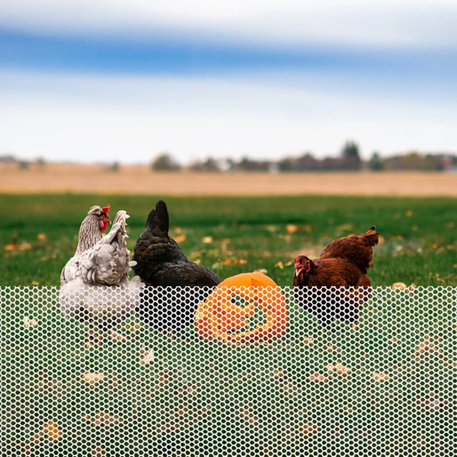 Rete Da Pollaio In Plastica 40 Cm X 6 M Con Fascette | Proteggi Polli E Giardino, Esagonale Bianca, Tagliabile