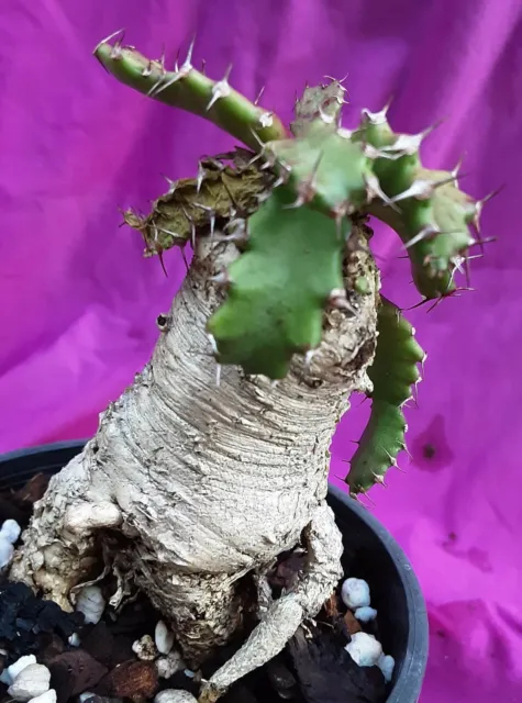 EUPHORBIA Stellata - Succulent - Caudex - Medusoid type of Euphorbia