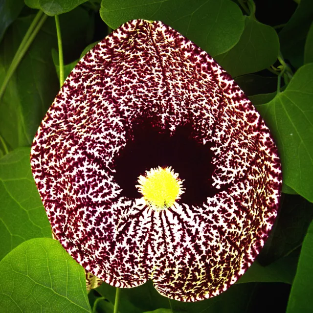 Aristolochia elegans  Seeds - Dutchman's pipe - 10 Seeds * Very Fresh Seeds *